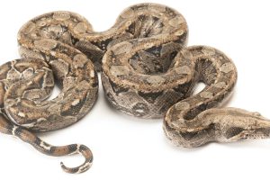 BOA
