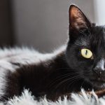 Cat black