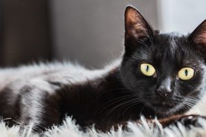 Cat black