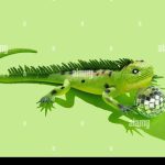 IGUANA DISCO