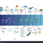 Life Evolution