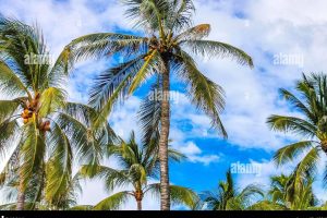Tropic Oaxaca